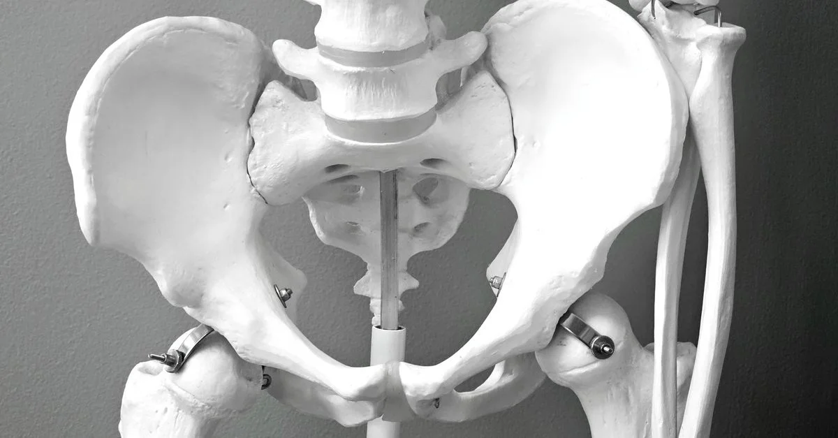 Gros plan sur un modèle médical du squelette pelvien humain, idéal pour les études de santé et d'anatomie.